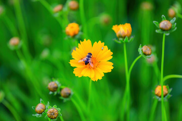 syrphid Sucking nectar on flowers