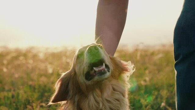 Man strokes dog spaniel with hand, outdoors. Closeup dog sitting next its owner. Concept human animal friendship. Owner stroking red dog, sunset during hike. Dog get caress from owner. Owner loves pet