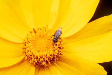 Flies feed on nectar on yellow flowers