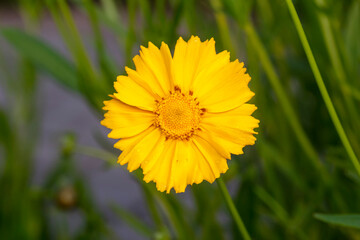 Blooming Coreopsis in the garden