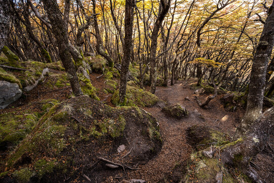 Access trail to the Huemul Glacier through a lenga forest, in Santa Cruz, Argentine Patagonia.