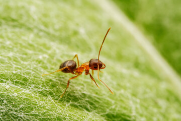 Ants foraging on wild plant leaves