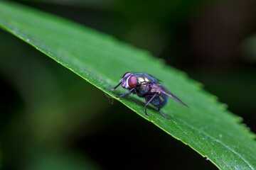 Calliphora erythrocephala lives on weeds in North China