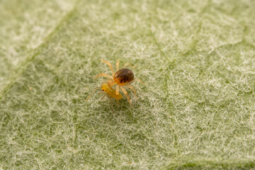 Mites are preying on the leaves of wild plants