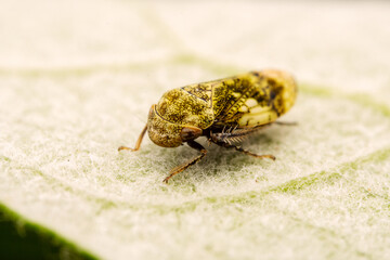 leafhopper inhabiting on the leaves of wild plants