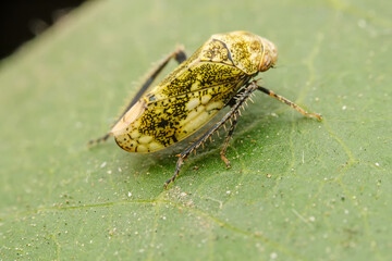 leafhopper inhabiting on the leaves of wild plants