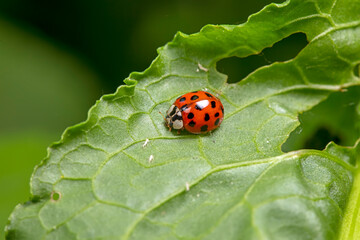 Obraz premium Harmonia axyridis inhabiting on the leaves of wild plants