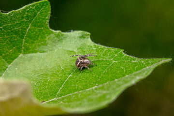 spider inhabiting on the leaves of wild plants