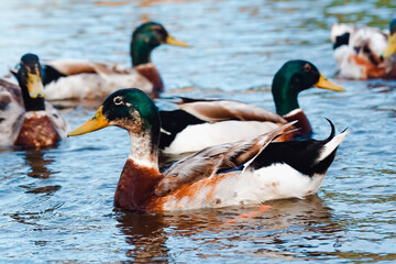 Patos adultos con sus crias nadando en su habitat natural.