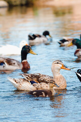 Patos adultos con sus crias nadando en su habitat natural.