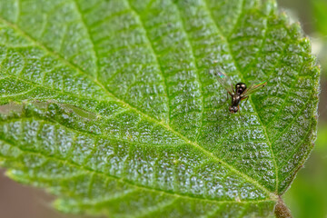 sepsidae inhabit the leaves of wild plants