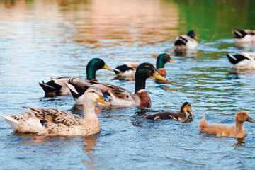 Patos adultos con sus crias nadando en su habitat natural.