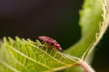 click beetle inhabit the leaves of wild plants