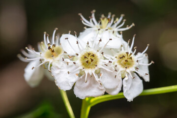 Beautiful hawthorn flowers on a farm