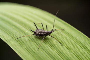aphid inhabit the leaves of wild plants