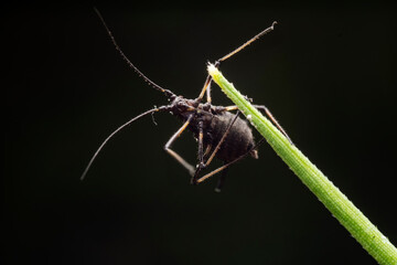 aphid inhabit the leaves of wild plants