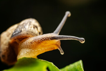 Snails inhabit wild plants in North China