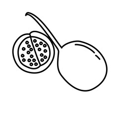 Fruit line icon