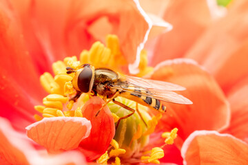 syrphid Sucking nectar on flowers