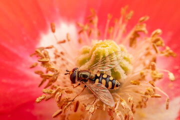 syrphid Sucking nectar on flowers