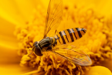syrphid Sucking nectar on flowers