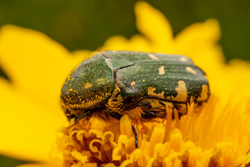 Oxycetonia jucunda Faldermann sucks nectar on yellow flowers