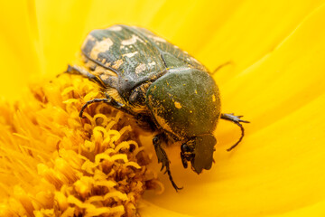 Oxycetonia jucunda Faldermann sucks nectar on yellow flowers