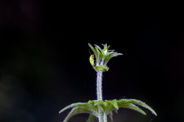 The stinkbug family insects inhabit wild plants