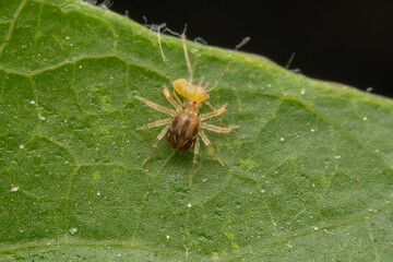 Mites are preying on the leaves of wild plants