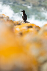 Alca común (Alca torda), acantilados de la isla Great Saltee, Irlanda del Sur