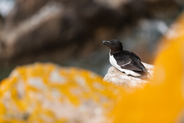 Alca común (Alca torda), acantilados de la isla Great Saltee, Irlanda del Sur