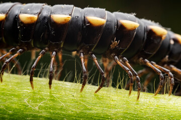 millipede inhabit the leaves of wild plants
