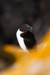 Alca común (Alca torda), acantilados de la isla Great Saltee, Irlanda del Sur