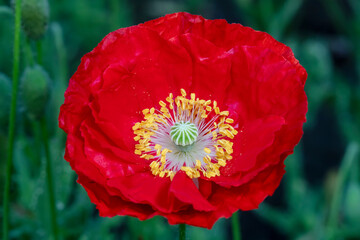 Beautiful corn poppy Flowers in the Garden