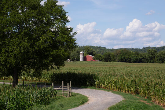 Farm in Cornfield 