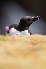 Alca común (Alca torda), acantilados de la isla Great Saltee, Irlanda del Sur