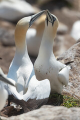 Pareja de Alcatraces (Morus bassanus), acantilados de Great Saltee Island, Irlanda del Sur