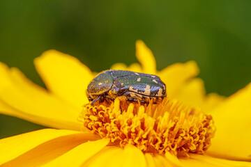 Oxycetonia jucunda Faldermann sucks nectar on yellow flowers