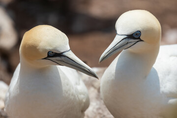 Pareja de Alcatraces (Morus bassanus), acantilados de Great Saltee Island, Irlanda del Sur