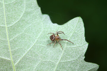 spider inhabiting on the leaves of wild plants