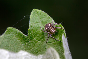 spider inhabiting on the leaves of wild plants
