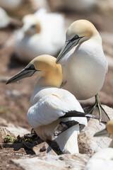 Pareja de Alcatraces (Morus bassanus), acantilados de Great Saltee Island, Irlanda del Sur
