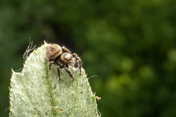 Jumping spiders inhabit the leaves of wild plants