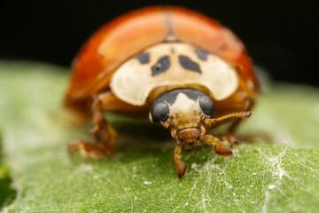 Harmonia axyridis inhabit the leaves of wild plants