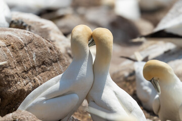 Obraz premium Pareja de Alcatraces (Morus bassanus), acantilados de Great Saltee Island, Irlanda del Sur