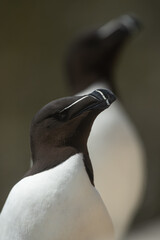 Alca común (Alca torda), acantilados de la isla Great Saltee, Irlanda del Sur