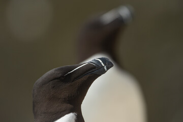 Alca común (Alca torda), acantilados de la isla Great Saltee, Irlanda del Sur