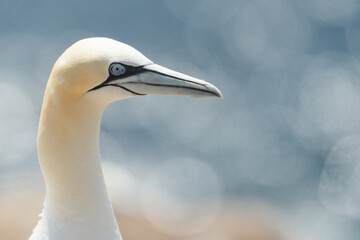 Alcatraz (Morus bassanus), acantilados de Great Saltee Island, Irlanda del Sur