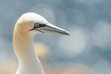 Alcatraz (Morus bassanus), acantilados de Great Saltee Island, Irlanda del Sur
