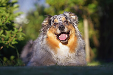 Cute blue merle Australian Shepherd dog posing outdoors lying down on a green grass in summer